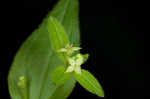 Licorice bedstraw